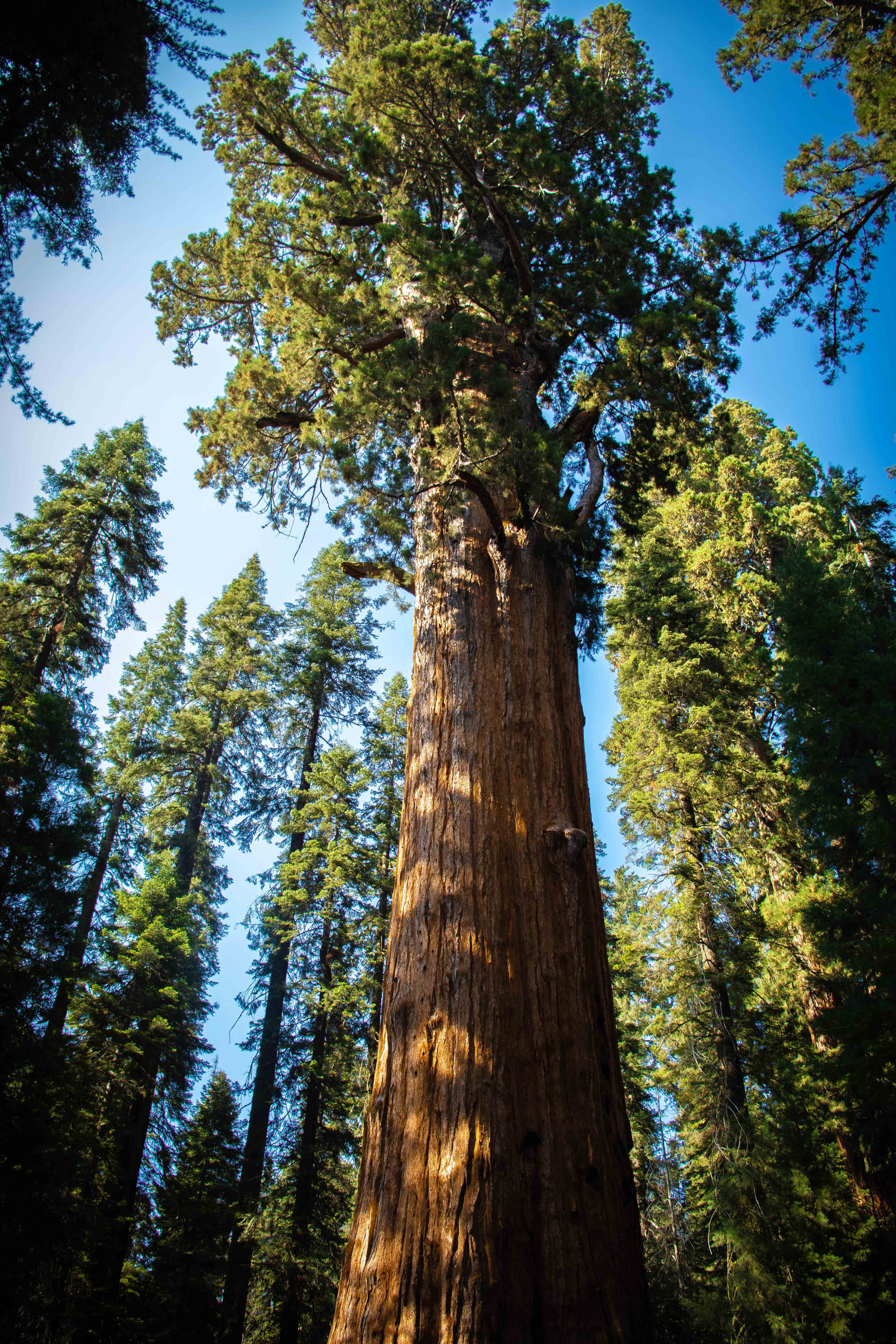 Sequoia Trees